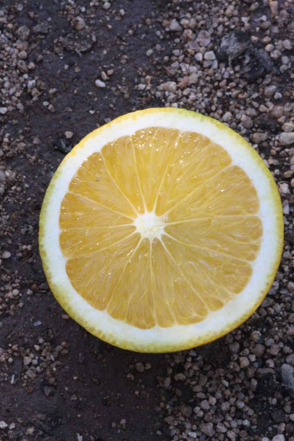            Fruit cross-section (Riverside, CA)   